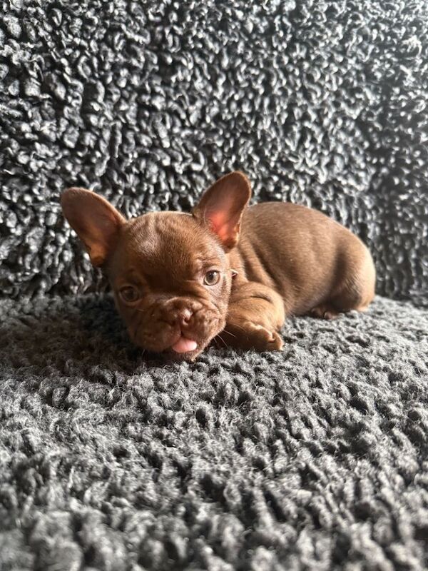 French Bulldog puppies for sale in Old Trafford, Manchester – 11 weeks old