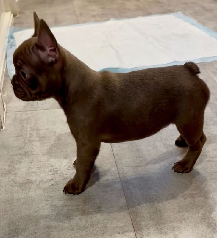 New Shade Rojo French Bulldog Puppy. - Image 3 of 5