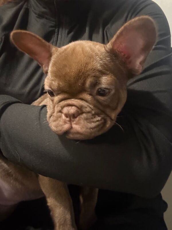 New Shade Rojo French Bulldog Puppy. - Image 4 of 5
