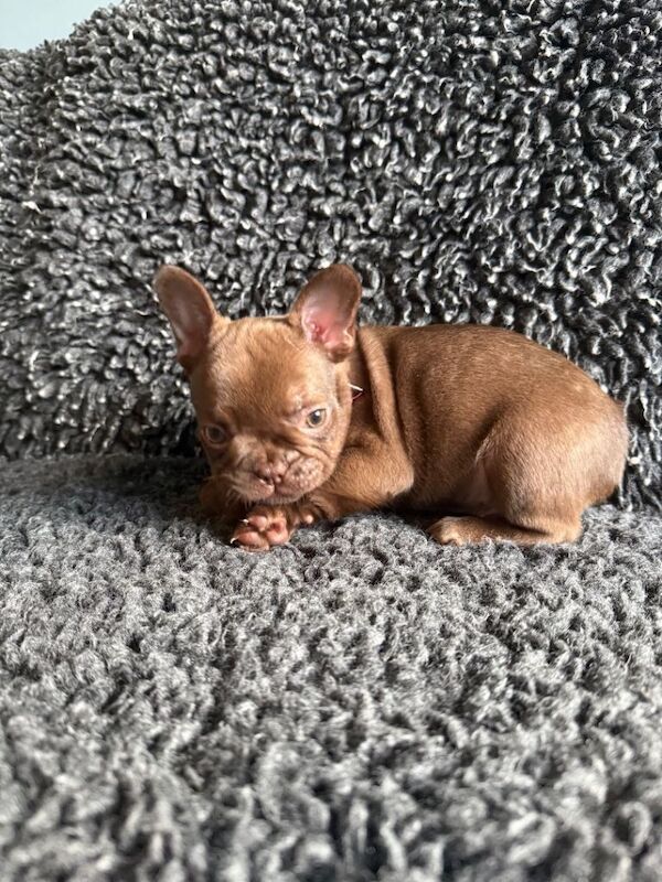 New Shade Rojo French Bulldog Puppy. - Image 5 of 5