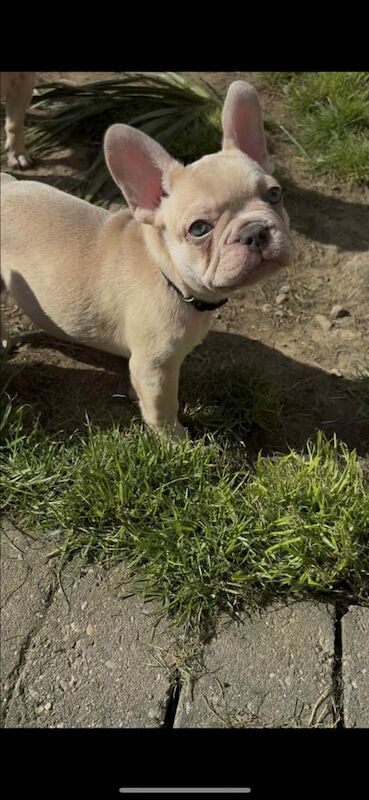ONE BOY LEFT !! REDUCED kc frenchie pups fully health tested parents!! - Image 2 of 3