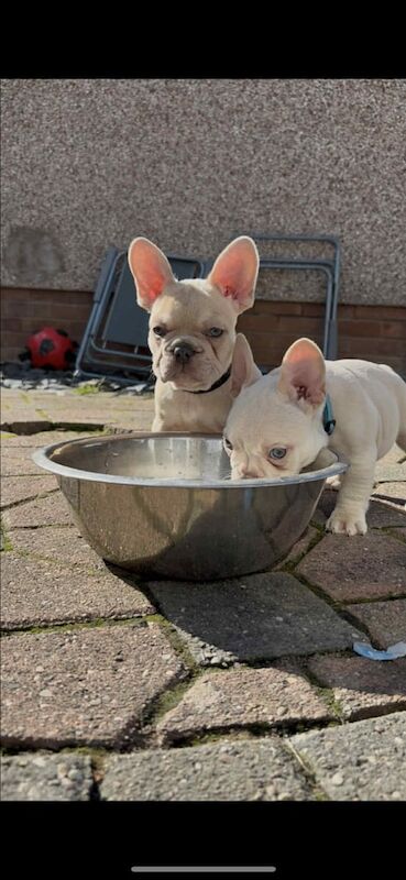 ONE BOY LEFT !! REDUCED kc frenchie pups fully health tested parents!! - Image 3 of 3