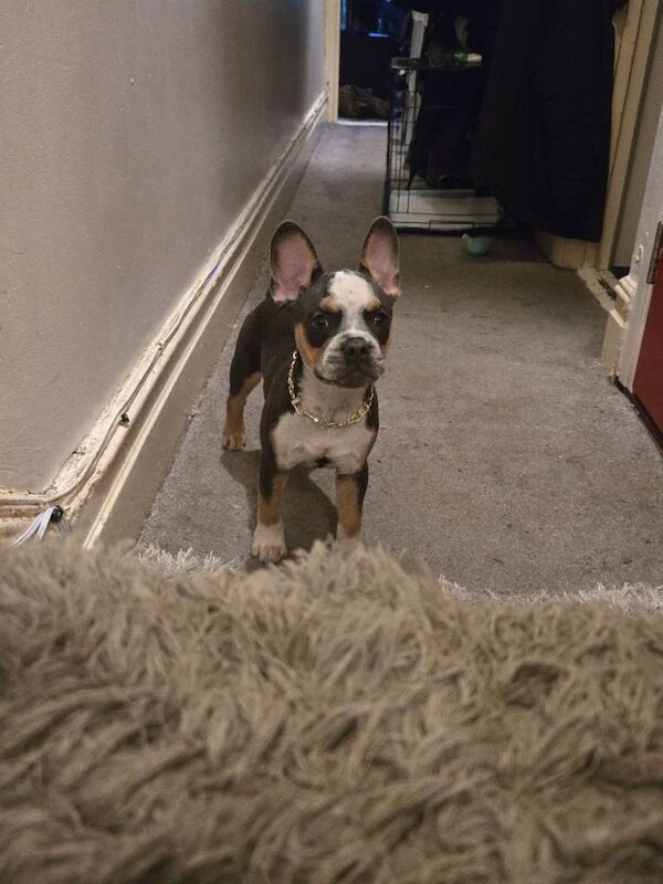 French Bulldog puppies for sale in Willesden, Greater London – 4 months old
