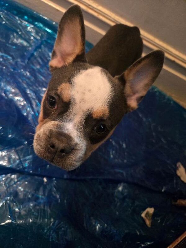 One cute male French bulldog puppy for sale - Image 2 of 4