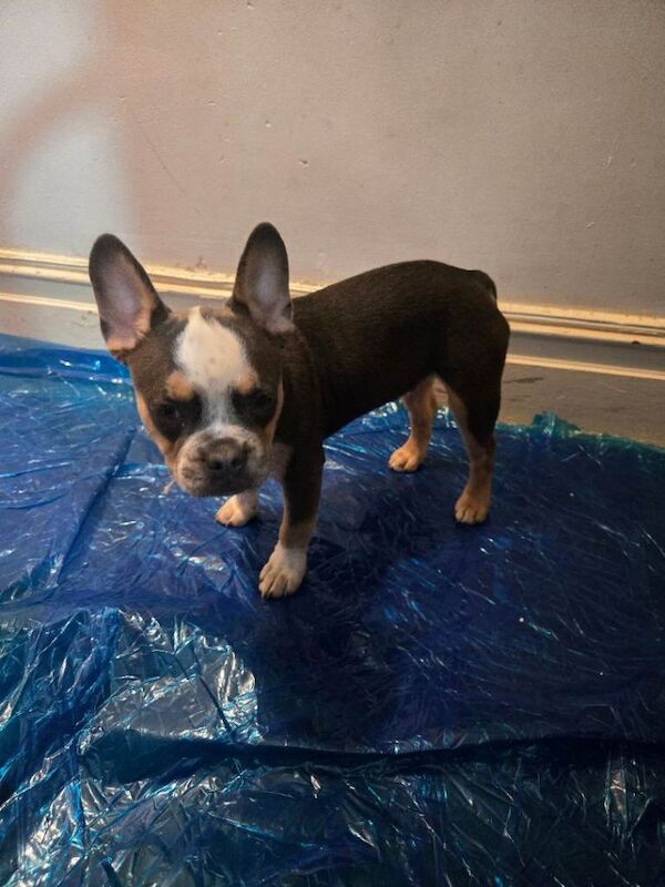 One cute male French bulldog puppy for sale - Image 3 of 4