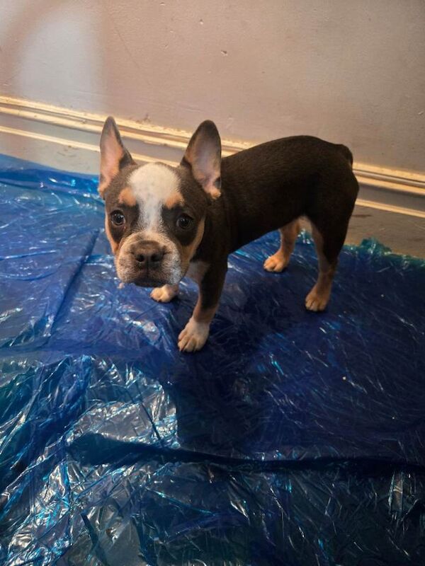 One cute male French bulldog puppy for sale - Image 4 of 4
