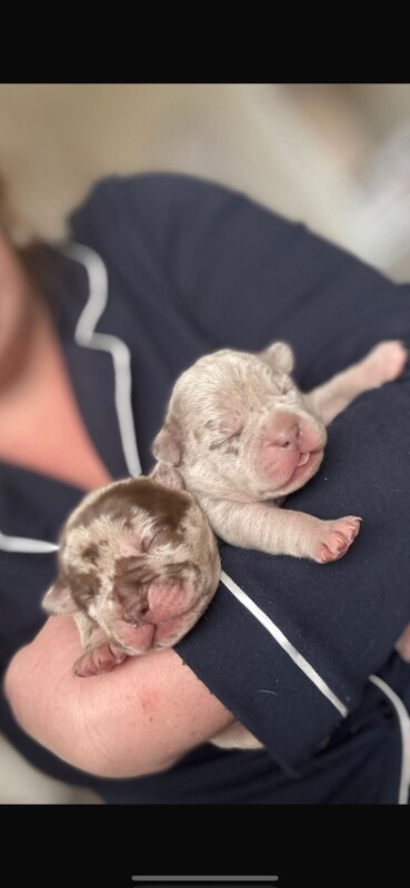 French Bulldog Puppies For Sale Under £1,000