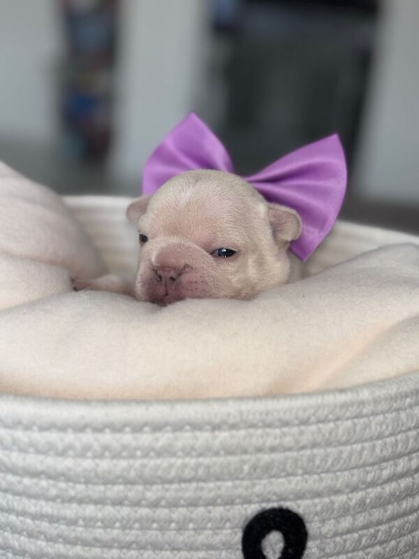 Only 1 Outstanding Girls Left now !!!