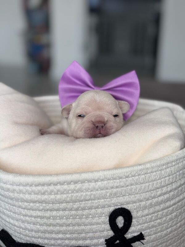 Only 1 Outstanding Girls Left now !!! - Image 2 of 6