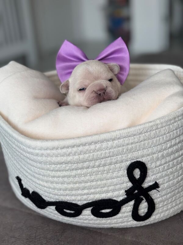 Only 1 Outstanding Girls Left now !!! - Image 3 of 6