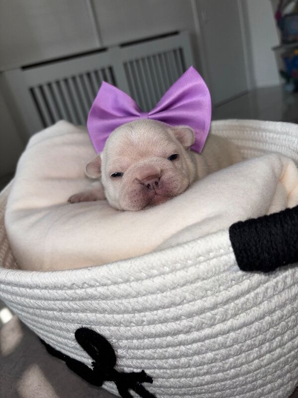 Only 1 Outstanding Girls Left now !!! - Image 4 of 6