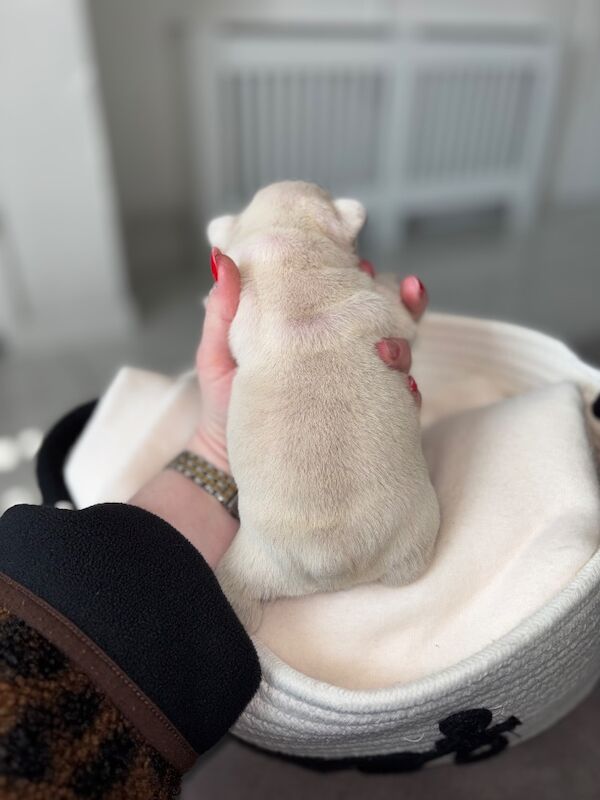 Only 1 Outstanding Girls Left now !!! - Image 5 of 6