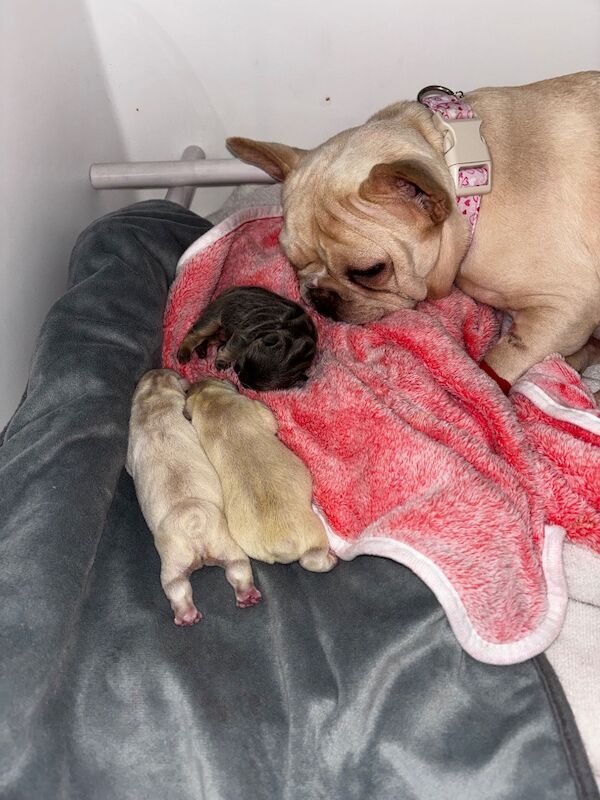 Only 1 Outstanding Girls Left now !!! - Image 6 of 6