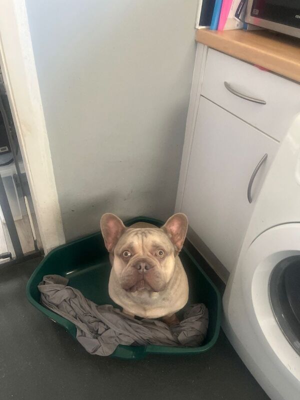 French Bulldog puppies for sale in Romford, Greater London – 3 years old