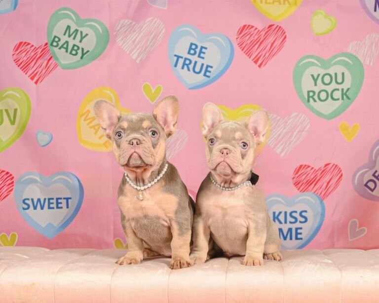 French Bulldog puppies for sale in Chapelhall, North Lanarkshire – 11 weeks old - Image 3 of 3