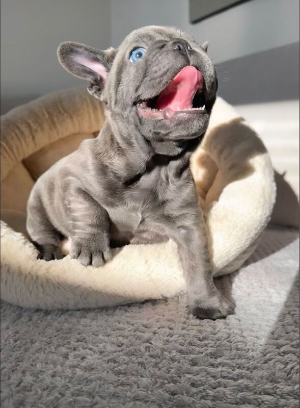 1 last blue gorgeous boy still available for sale in Aylesbury, Buckinghamshire