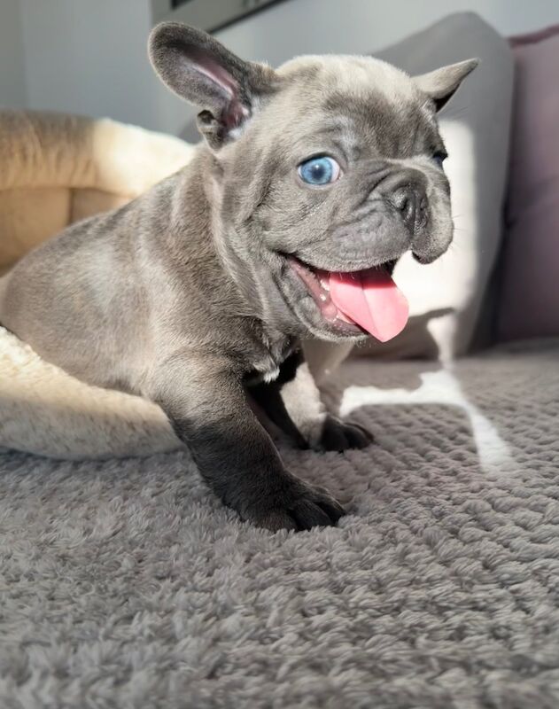 1 last blue gorgeous boy still available for sale in Aylesbury, Buckinghamshire | Image 2