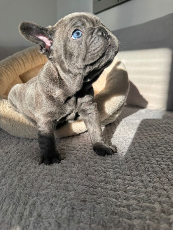 1 last blue gorgeous boy still available for sale in Aylesbury, Buckinghamshire | Image 3