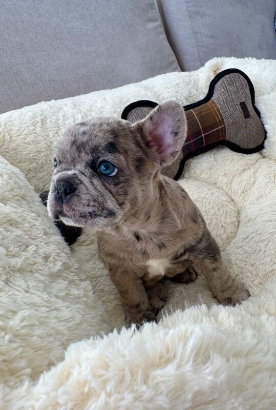 1 last blue gorgeous boy still available for sale in Aylesbury, Buckinghamshire | Image 4