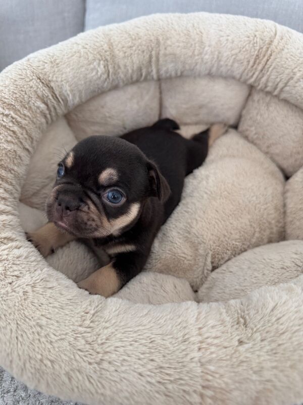 Outstanding French Bulldog Puppies