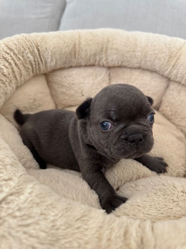 Outstanding French Bulldog Puppies - Image 2 of 14