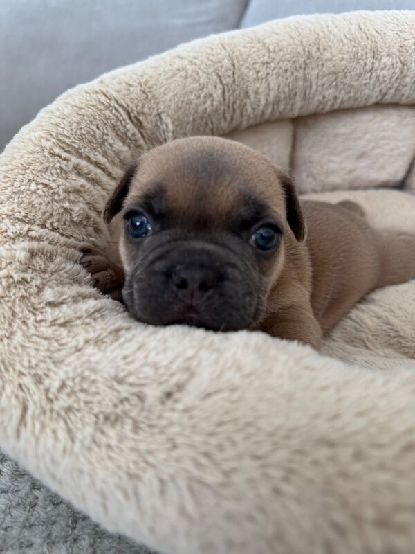 Outstanding French Bulldog Puppies - Image 3 of 14