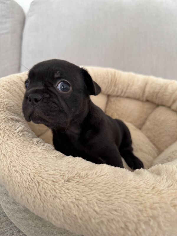 Outstanding French Bulldog Puppies - Image 4 of 14