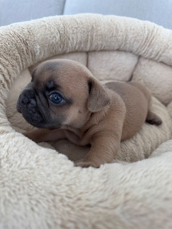 Outstanding French Bulldog Puppies - Image 5 of 14