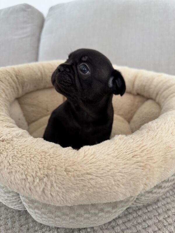 Outstanding French Bulldog Puppies - Image 6 of 14