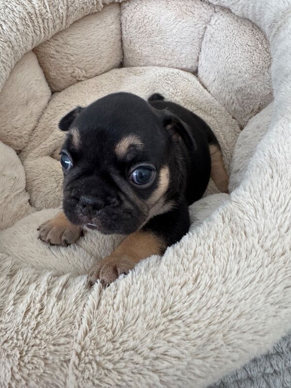Outstanding French Bulldog Puppies - Image 7 of 14
