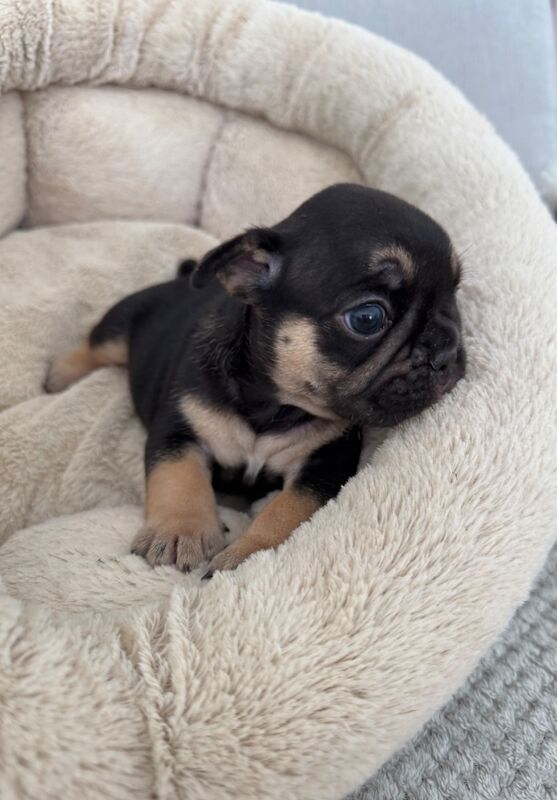 Outstanding French Bulldog Puppies - Image 8 of 14