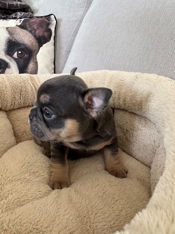 Outstanding French Bulldog Puppies - Image 9 of 14