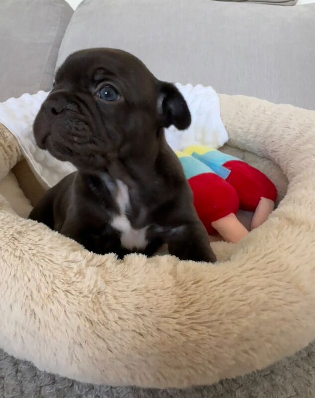 Outstanding French Bulldog Puppies - Image 10 of 14
