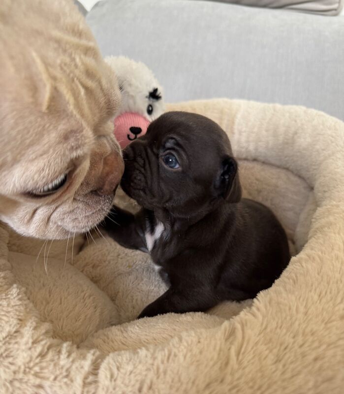 Outstanding French Bulldog Puppies - Image 11 of 14