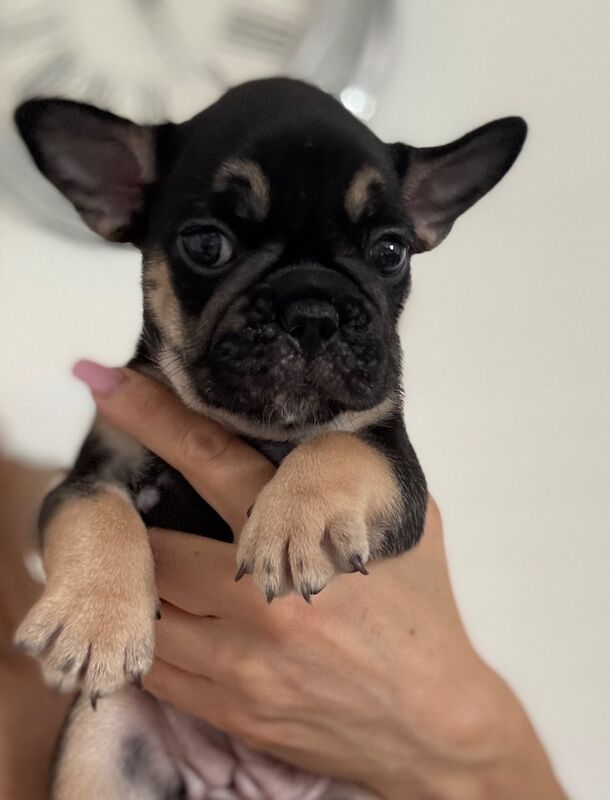 Outstanding French Bulldog Puppies - Image 12 of 14