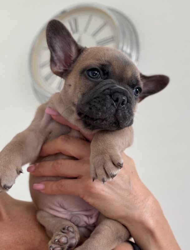 Outstanding French Bulldog Puppies - Image 13 of 14