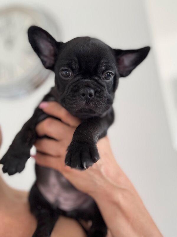 Outstanding French Bulldog Puppies - Image 14 of 14