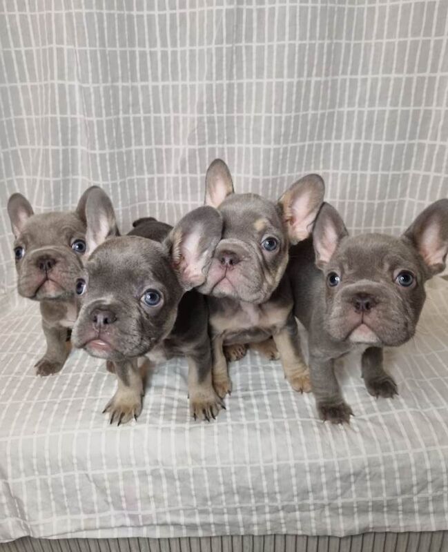 French Bulldog puppies for sale in Enfield, Greater London – KC registered, 4 months old