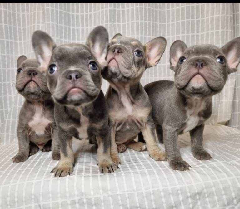 Outstanding French Bulldog Puppies – KC - Image 2 of 4