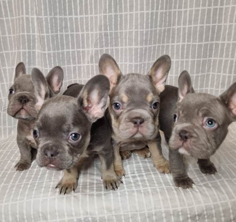 Outstanding French Bulldog Puppies – KC - Image 3 of 4