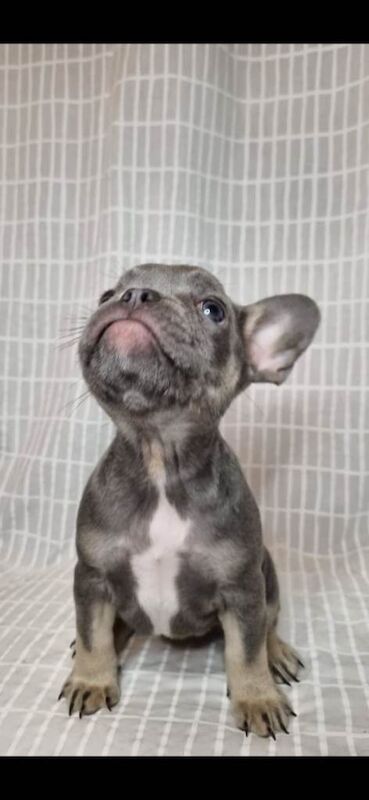 Outstanding French Bulldog Puppies – KC - Image 4 of 4