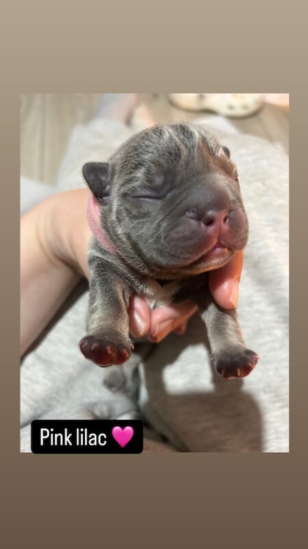 Outstanding litter of chunky Frenchie's for sale in Northamptonshire