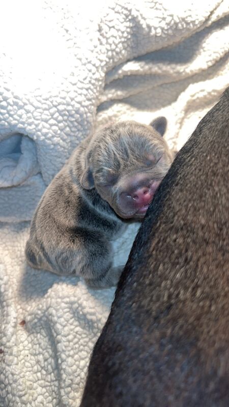 French Bulldog puppies for sale in Northamptonshire – 7 months old - Image 2 of 14