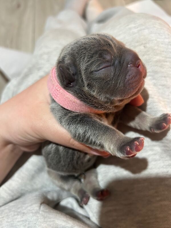 Outstanding litter of chunky Frenchie's for sale in Northamptonshire | Image 3