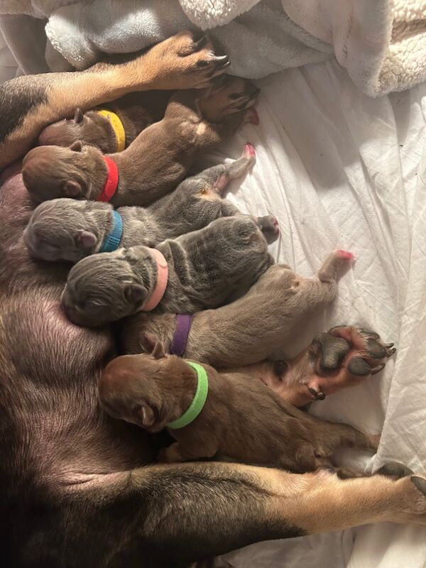Outstanding litter of chunky Frenchie's for sale in Northamptonshire | Image 4