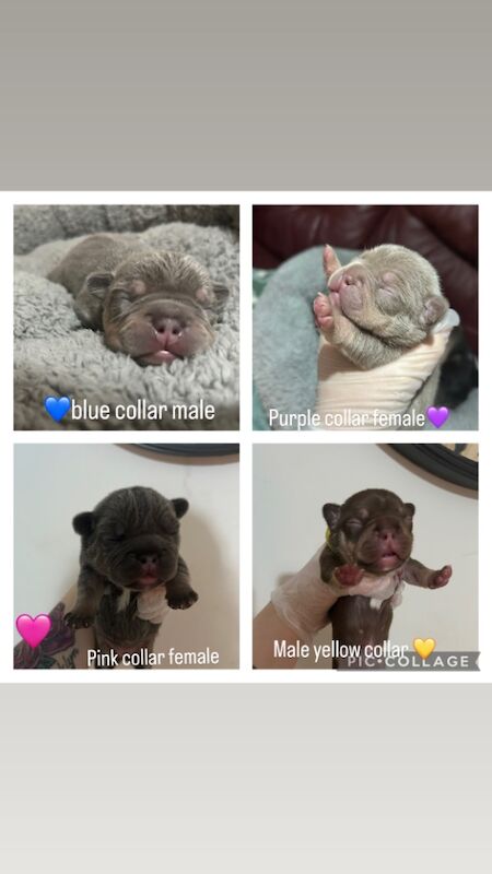 French Bulldog puppies for sale in Northamptonshire – 7 months old - Image 5 of 14