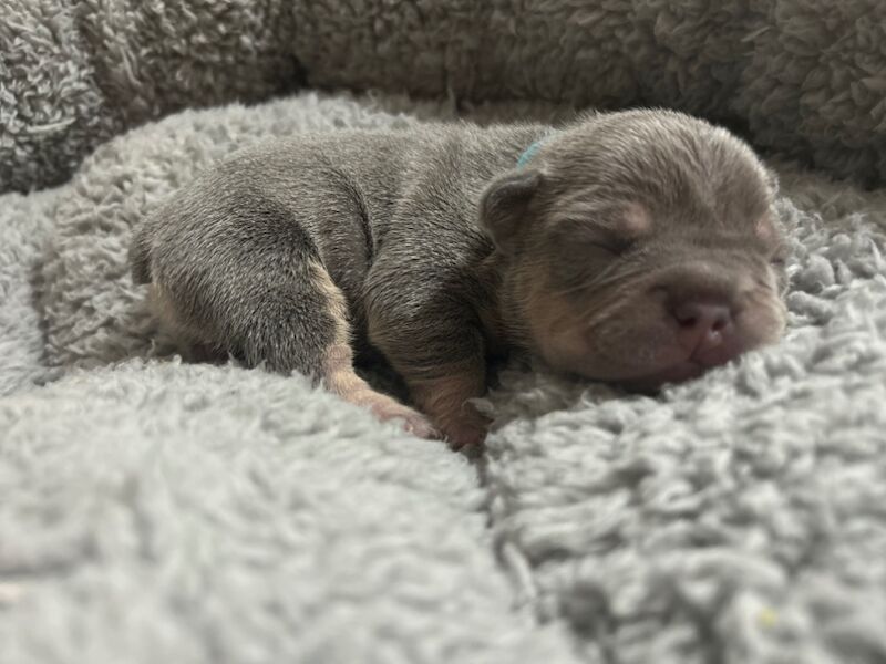 French Bulldog puppies for sale in Northamptonshire – 7 months old - Image 6 of 14