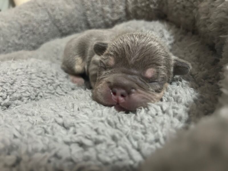 French Bulldog puppies for sale in Northamptonshire – 7 months old - Image 7 of 14