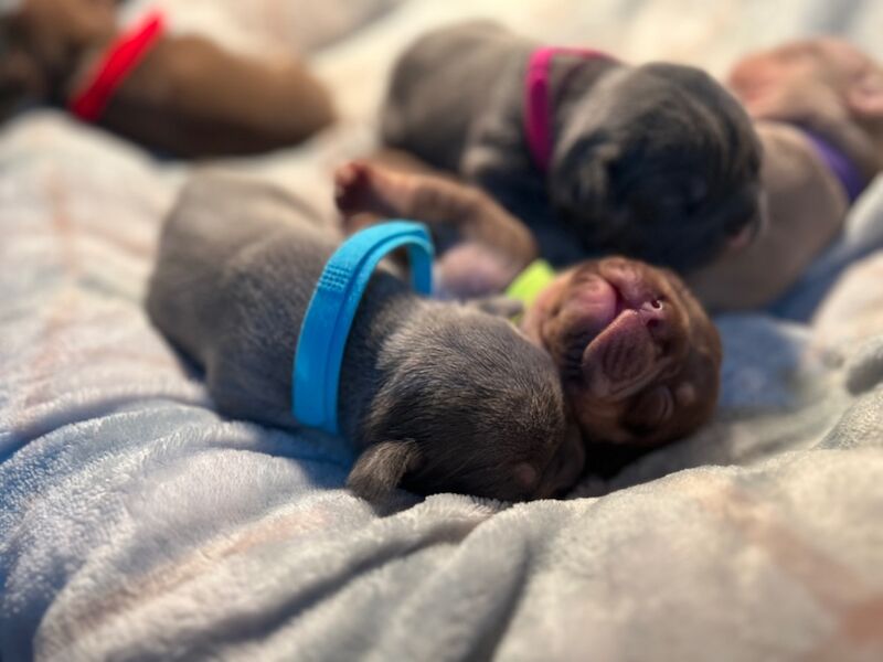 French Bulldog puppies for sale in Northamptonshire – 7 months old - Image 8 of 14