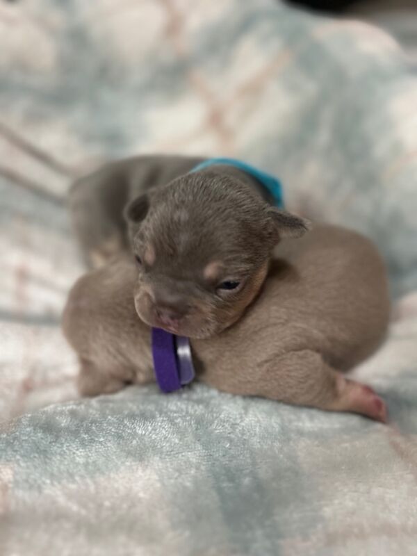 French Bulldog puppies for sale in Northamptonshire – 7 months old - Image 9 of 14